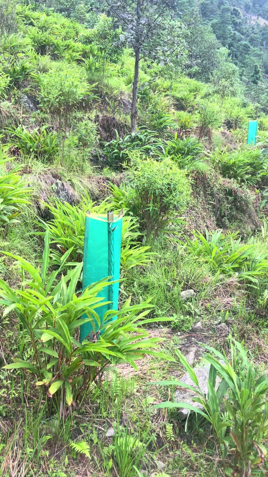 @नखावा कृषि(जय राई)
