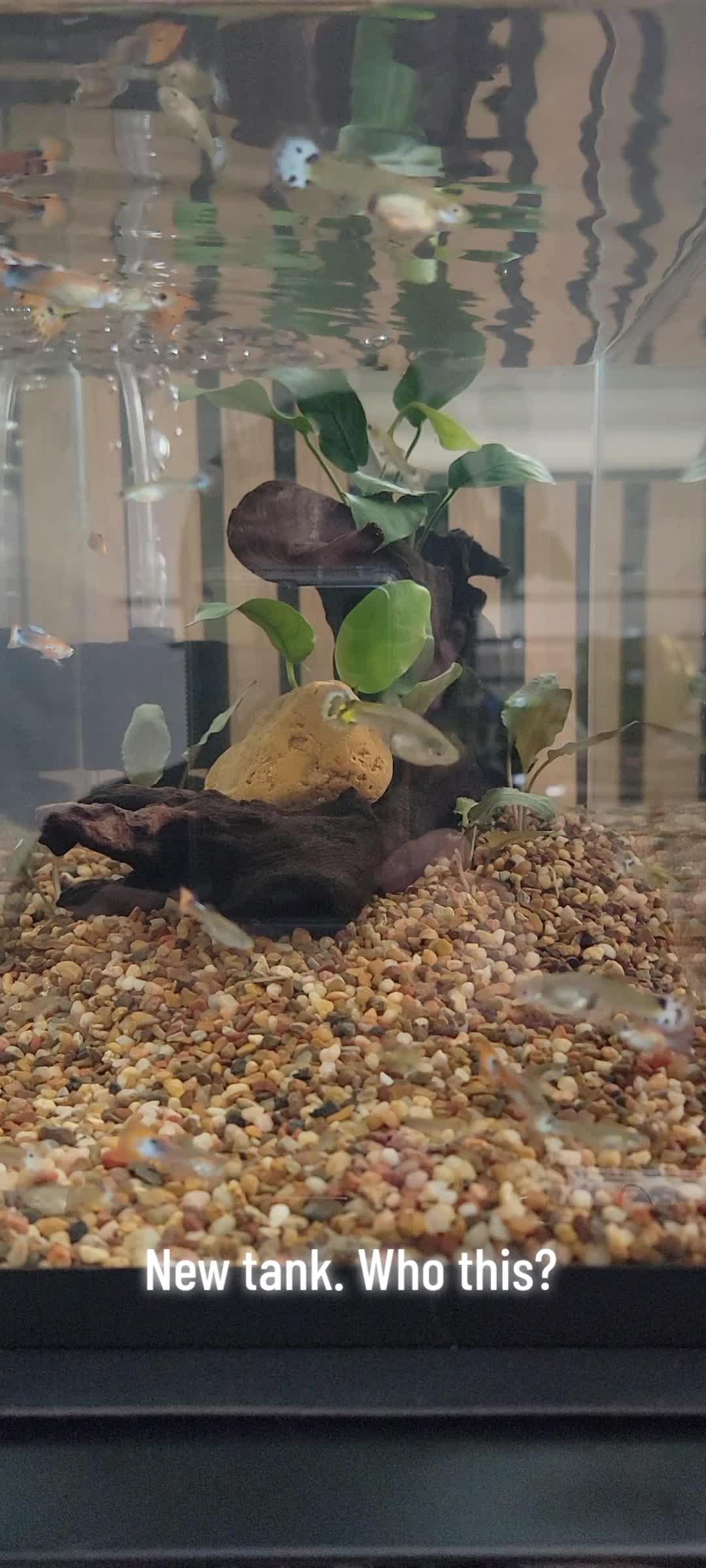 @Fishie Fishy Fish (nano, nano)