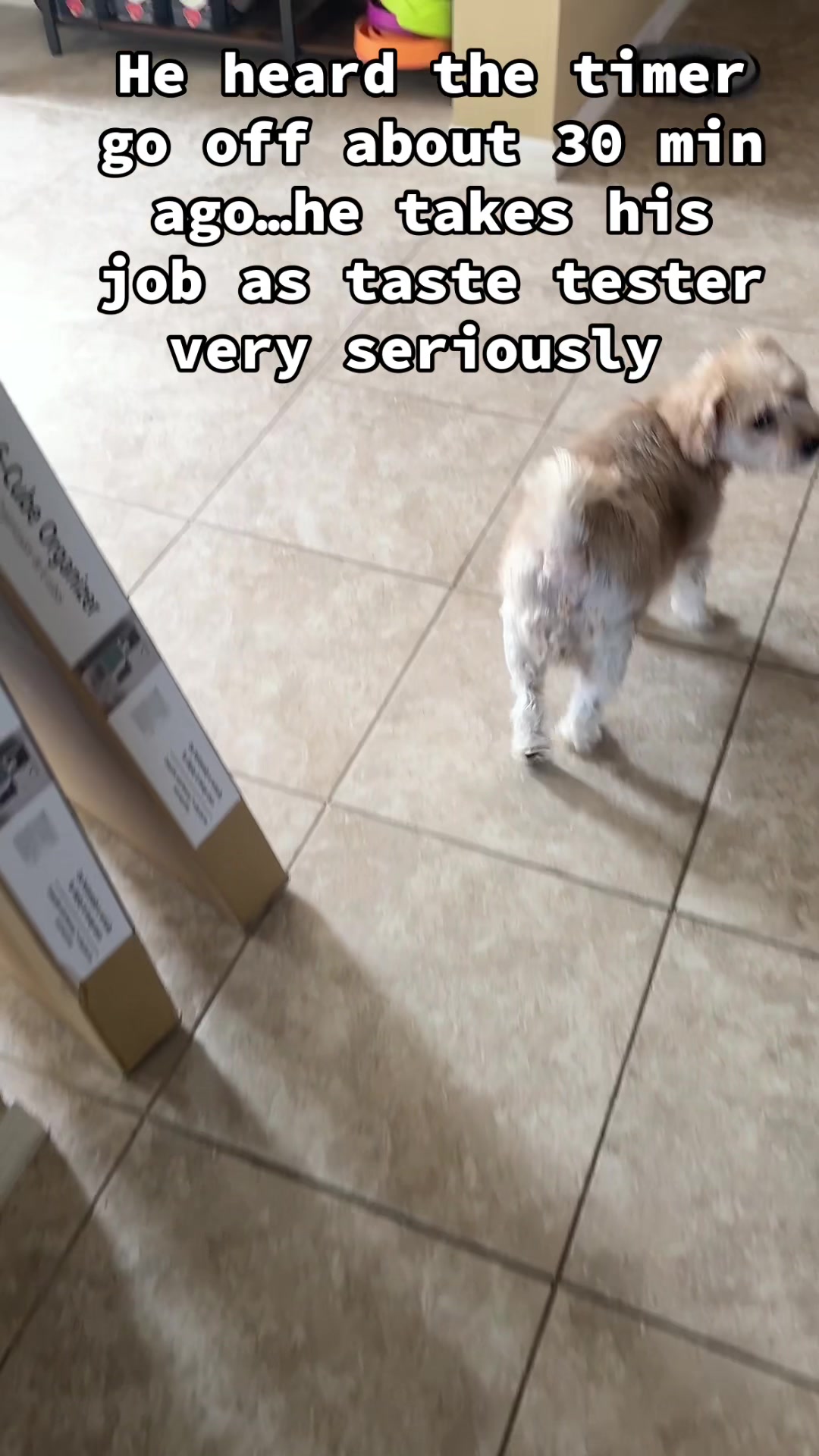 @earl_the_drooling_dog