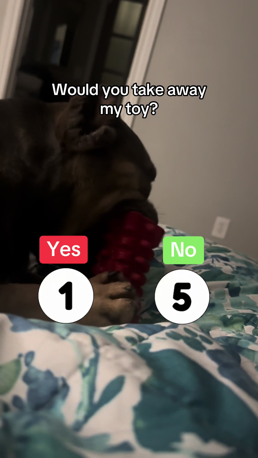 @Shepsky Mom