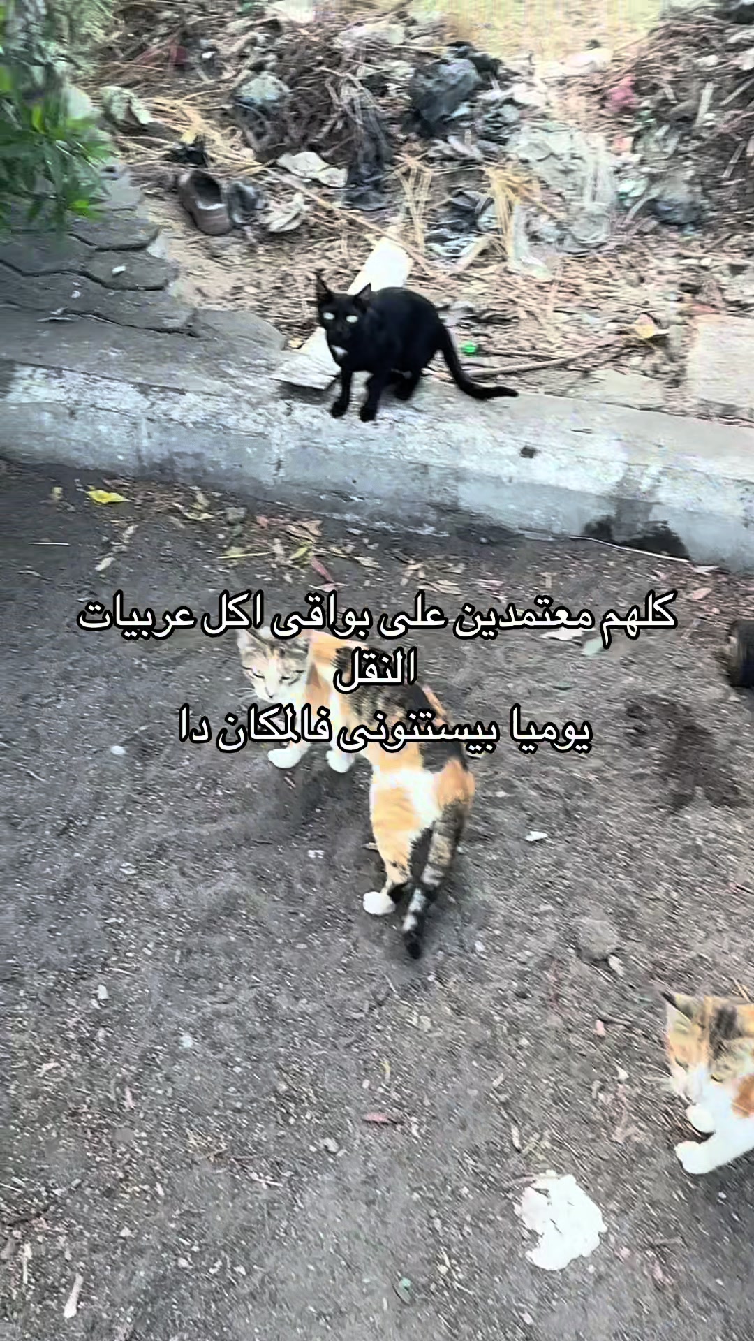@mohammed and his cats😺