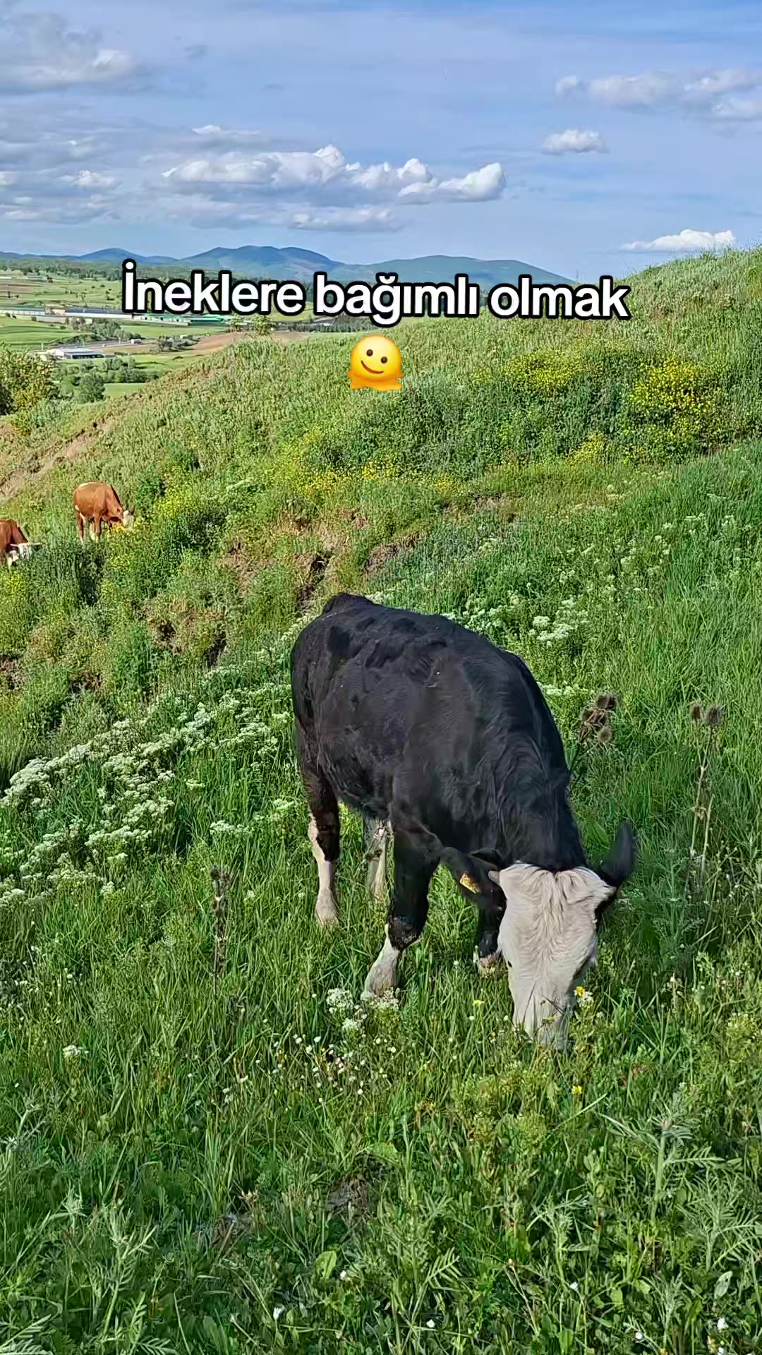@Aytekin Yilmaz