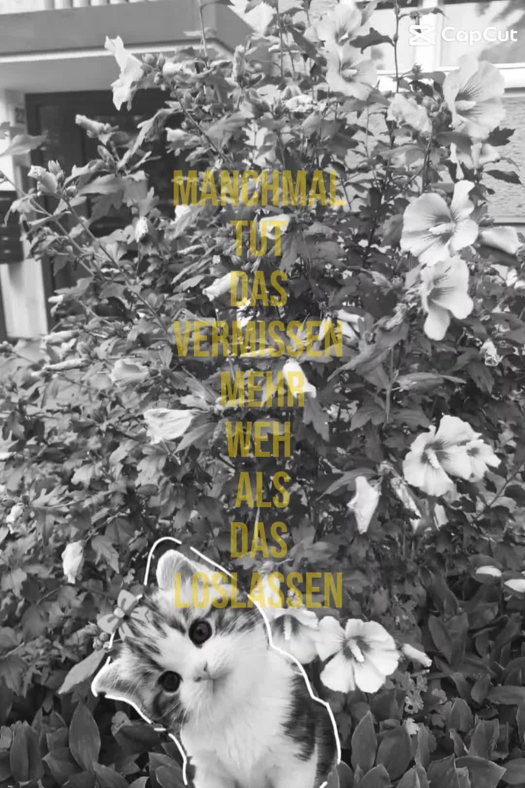 @⚡️