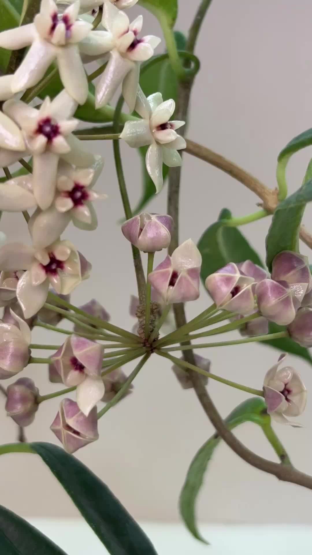 @Raregardenblooms