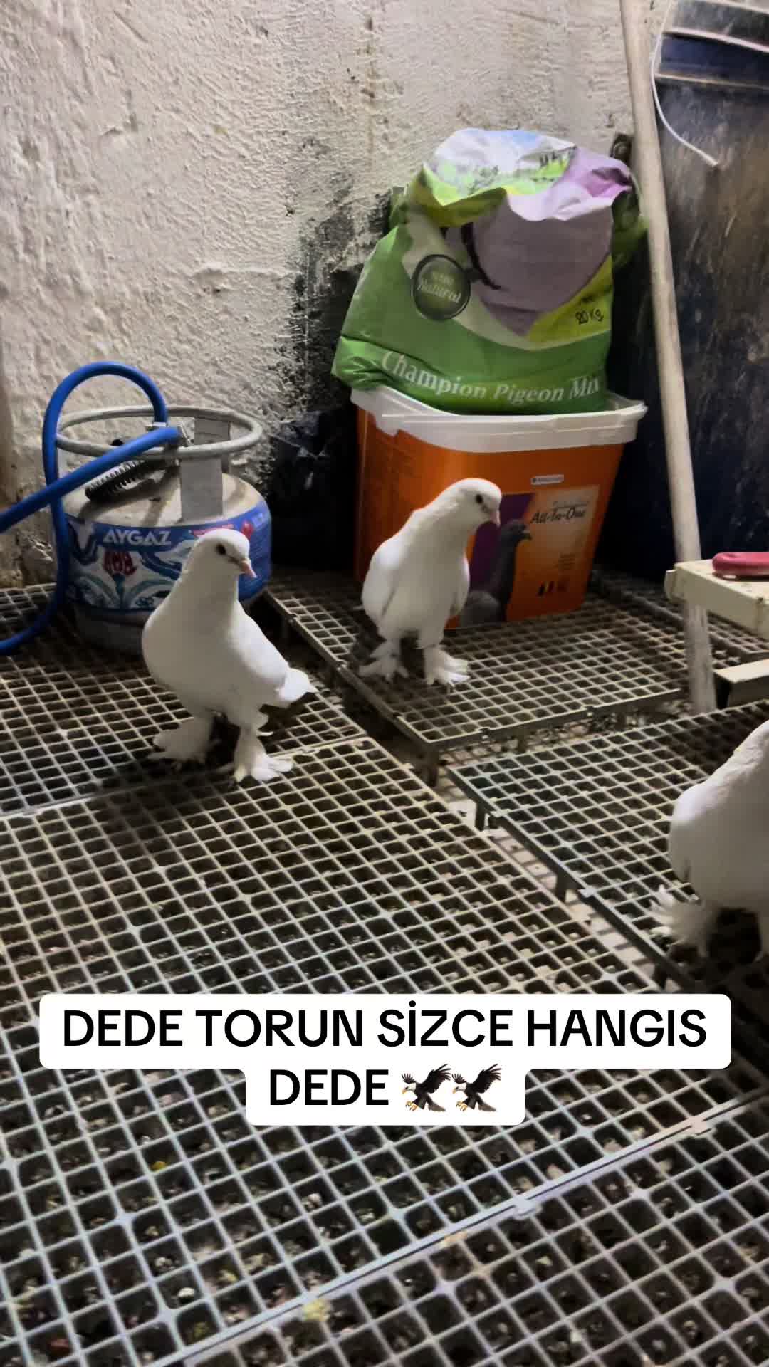 @47 argeş
