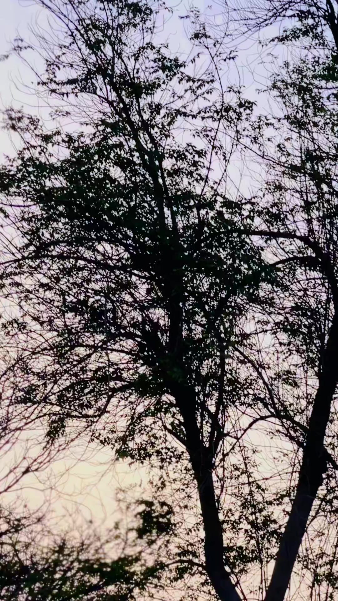 @꧁ ABBAS AHMAD 𝟕 🤍 ꧂