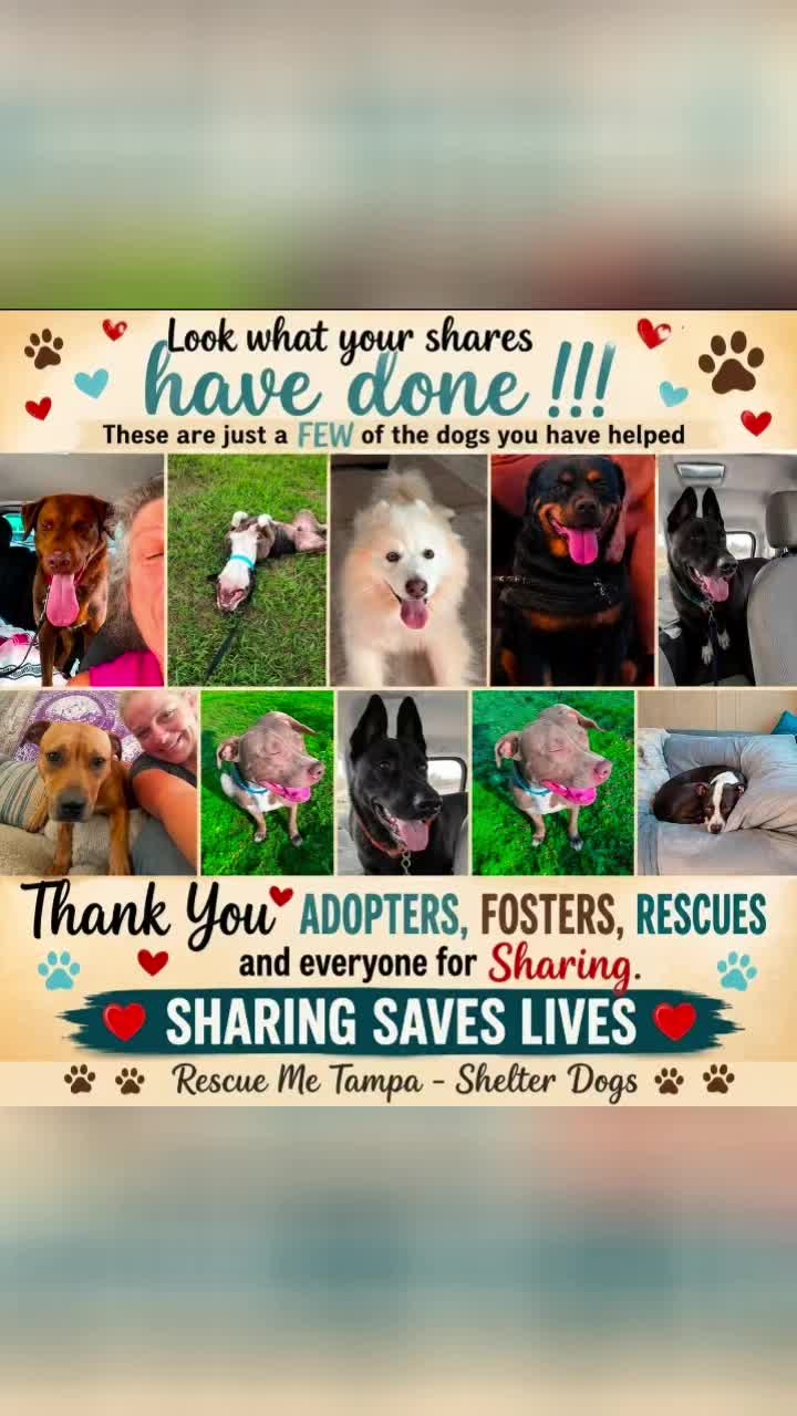 @RescueMeTampa-ShelterDogs