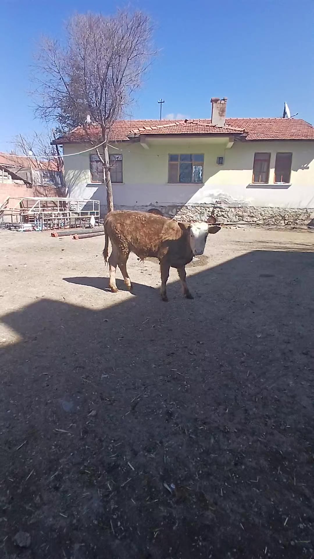 @COŞKUN HAYVANCILIK ÇORUM 19