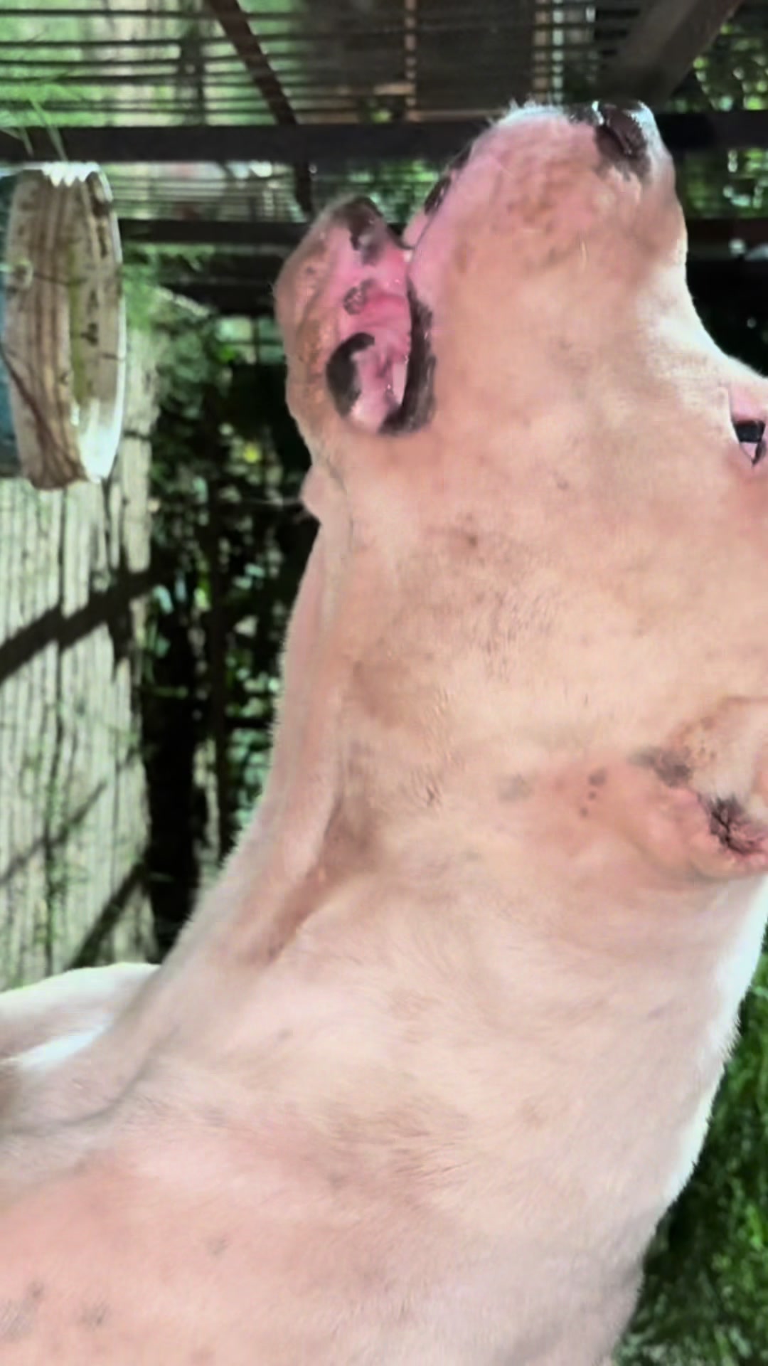 @LIGER the DOGO ARGENTINO