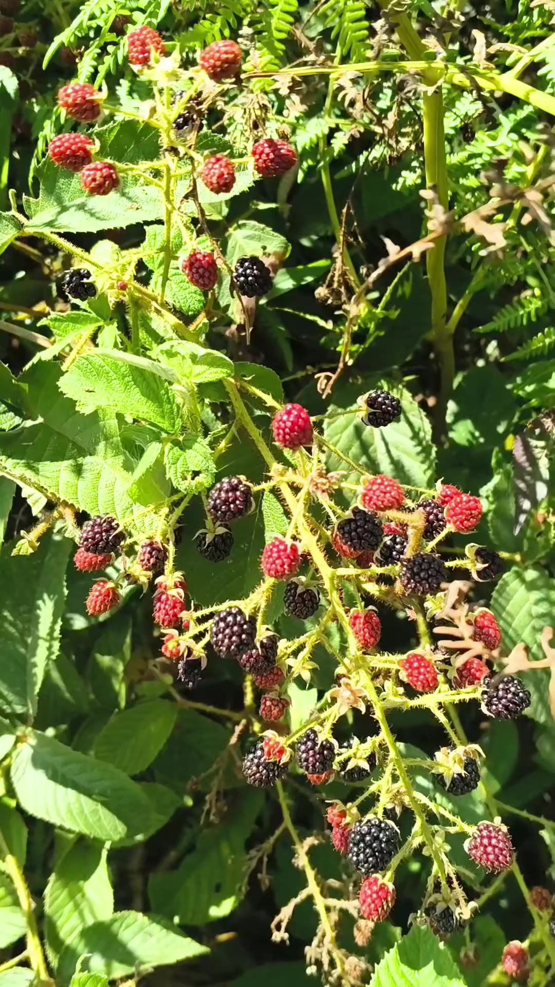 @La Cornelia Farm