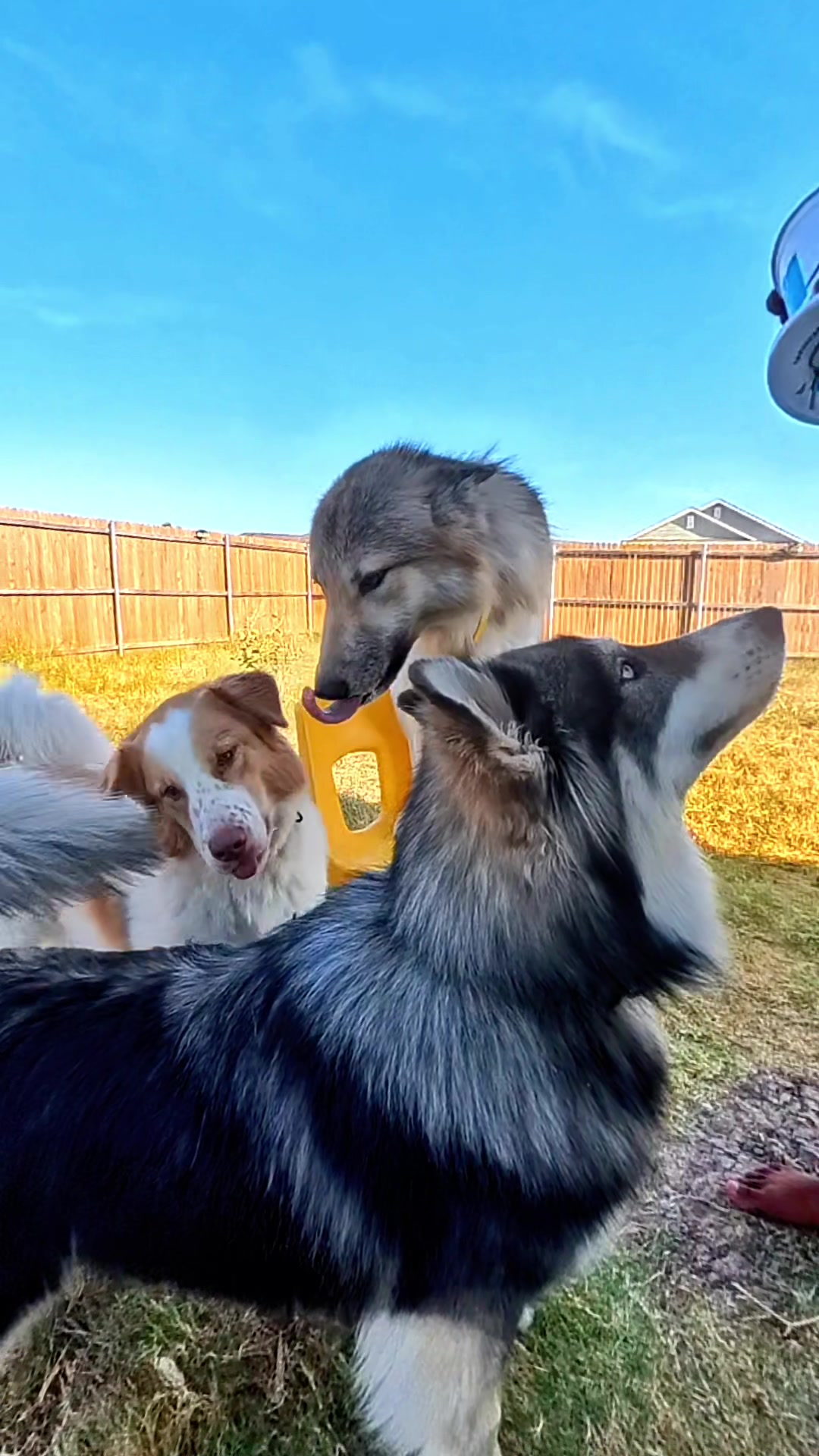 @Neko, Tokahli and Bear