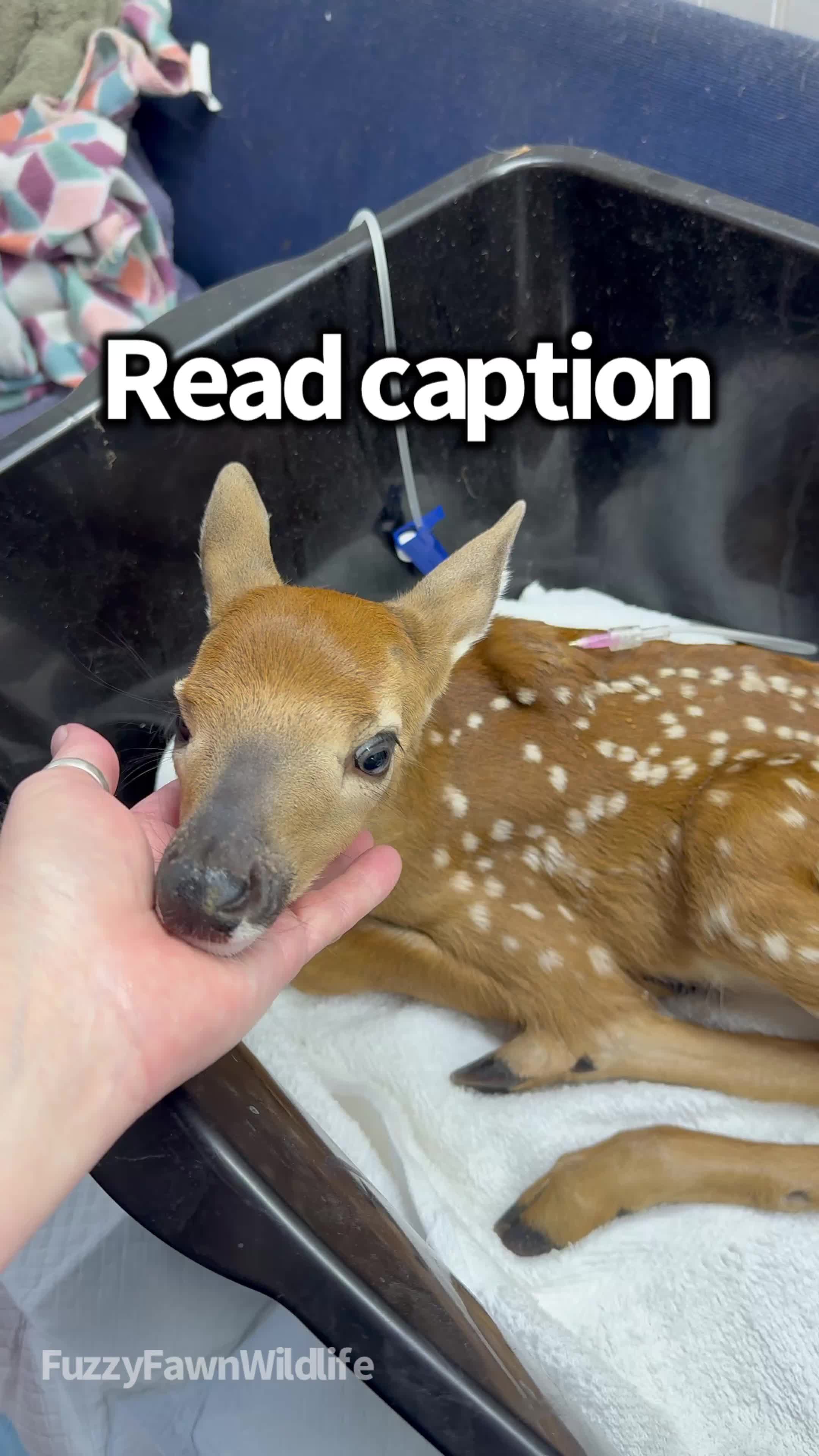 @Fuzzy Fawn Wildlife