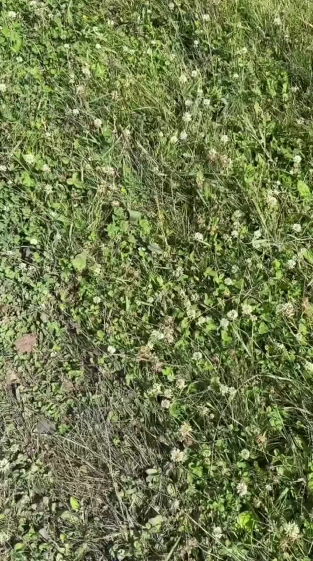 @шлепочка