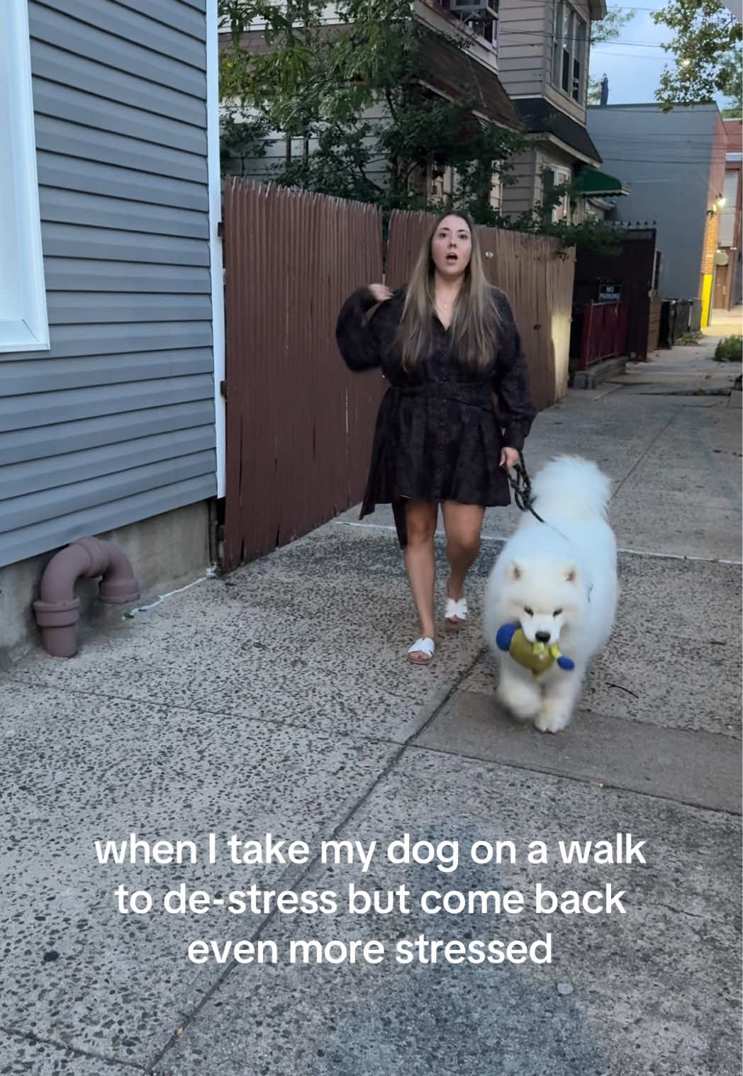 @Biff the Samoyed