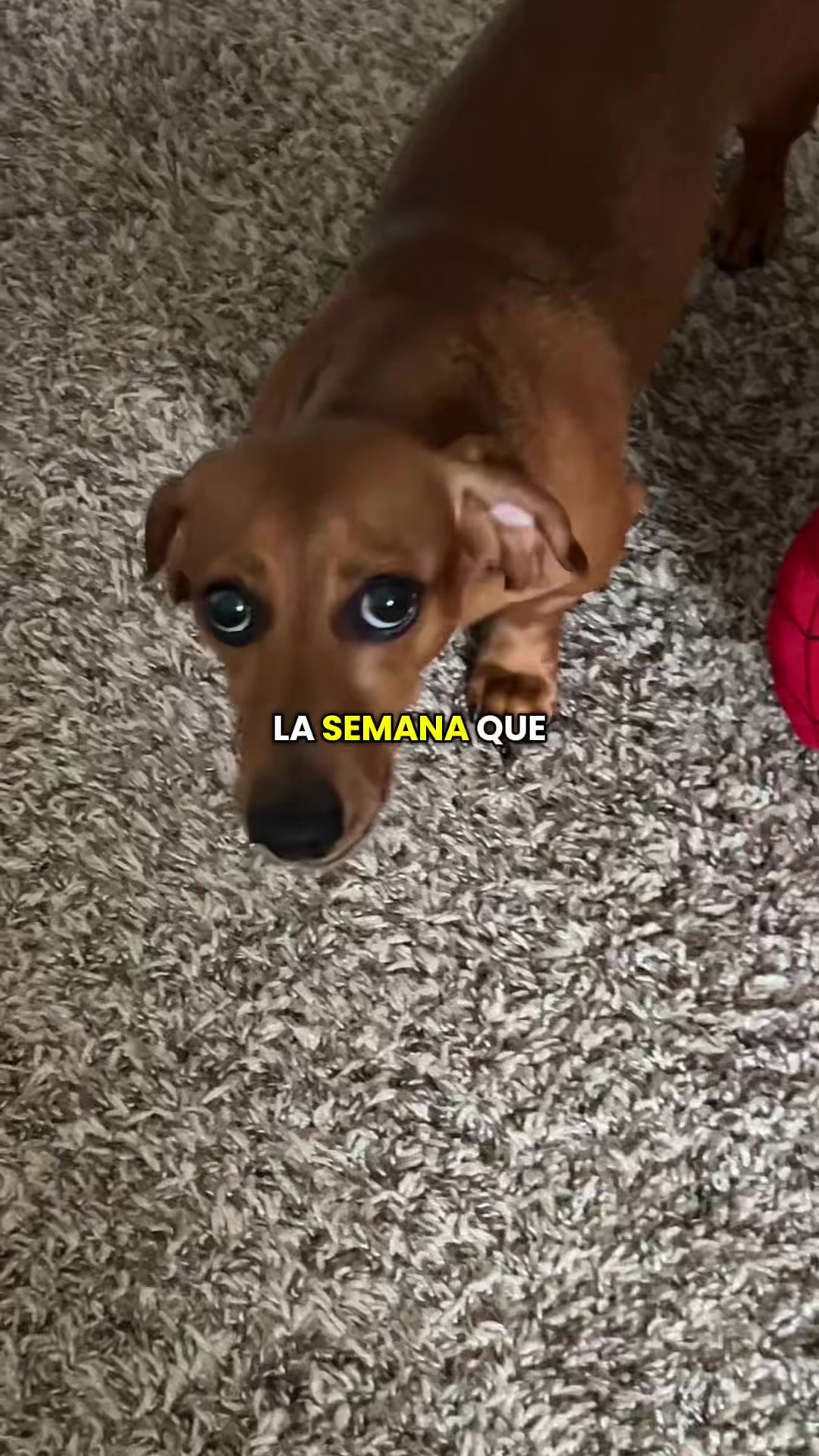 @Slinky Severus-Doo