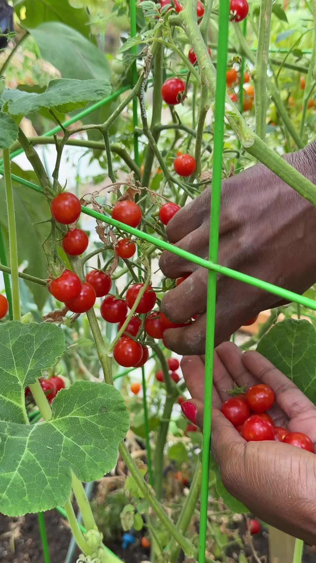 @curlycultivators