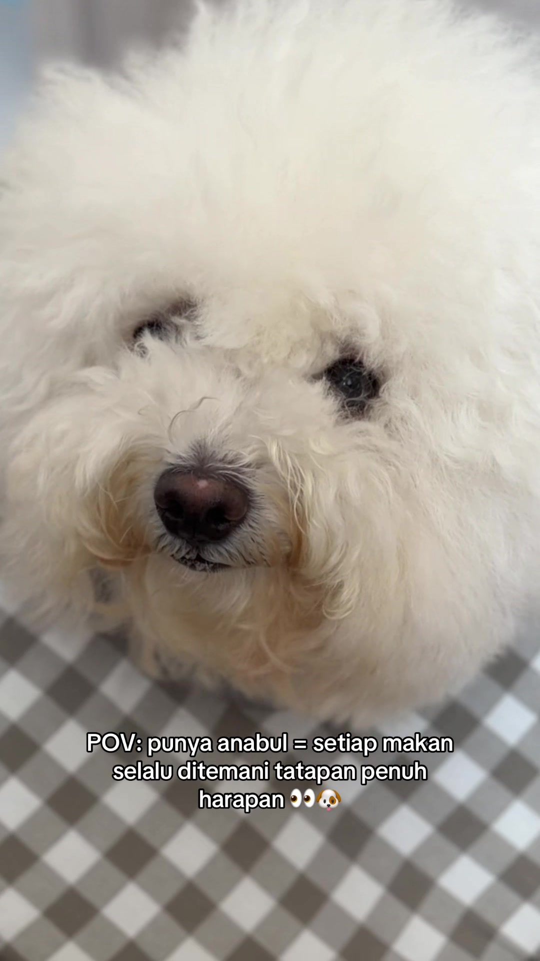 @Donut The Bichon