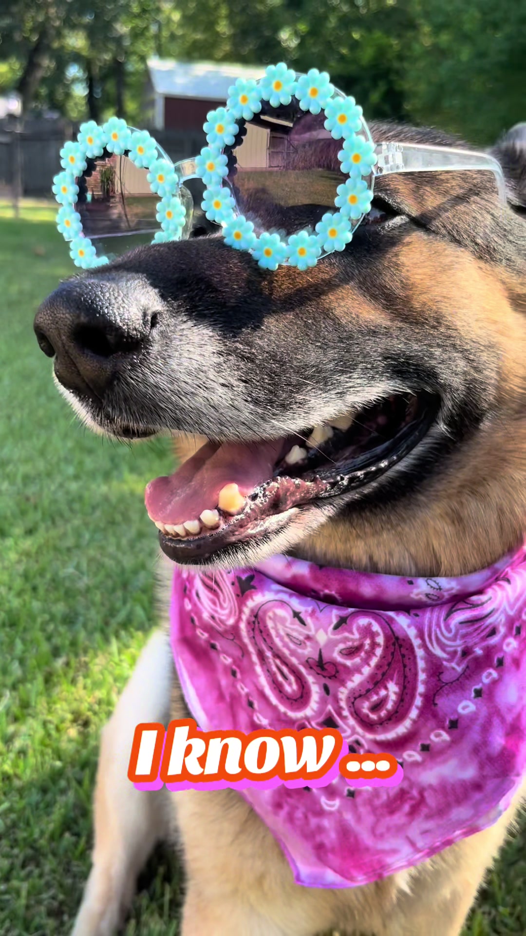 @Walter The German Shepherd
