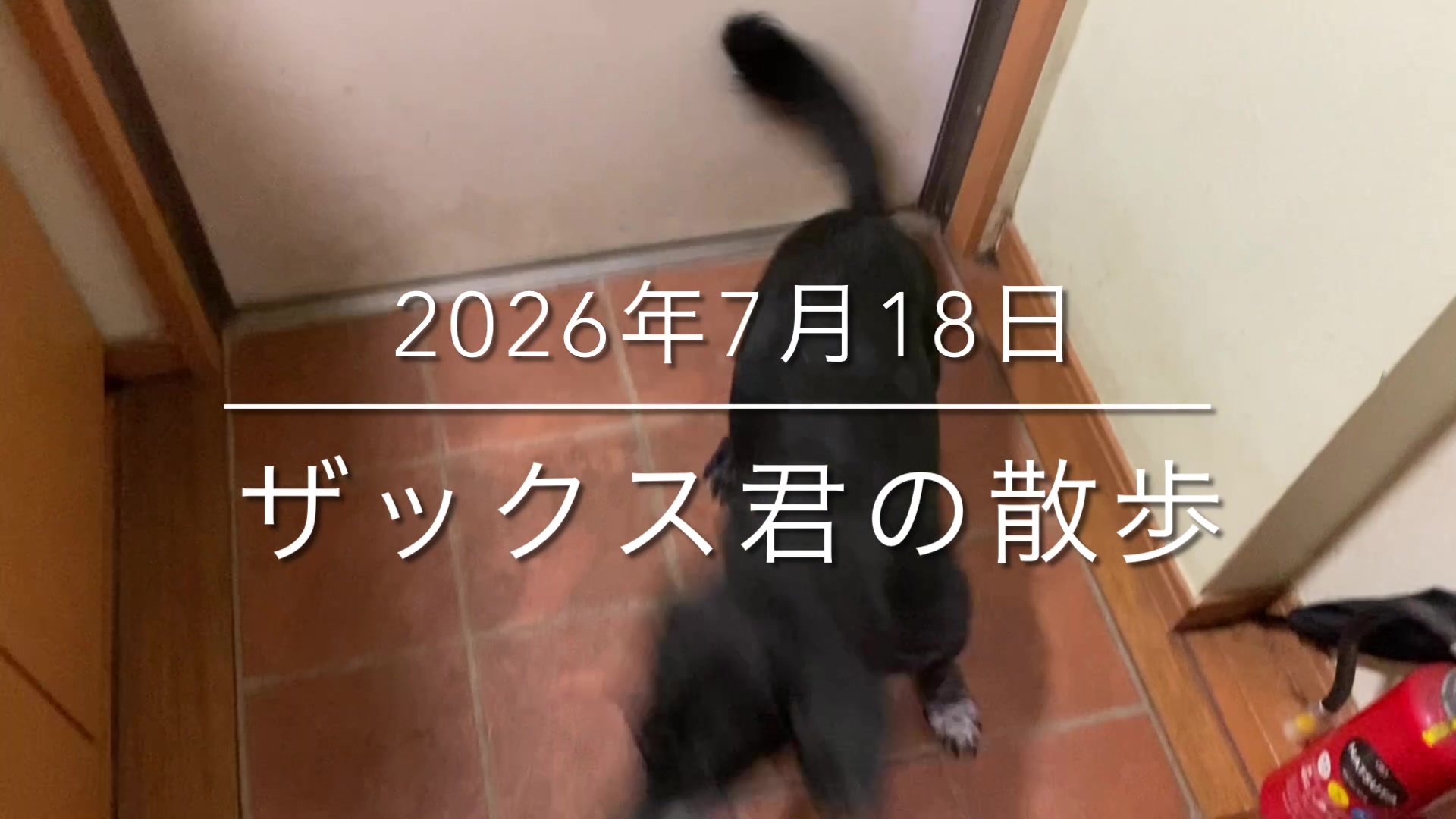 @sakihaman