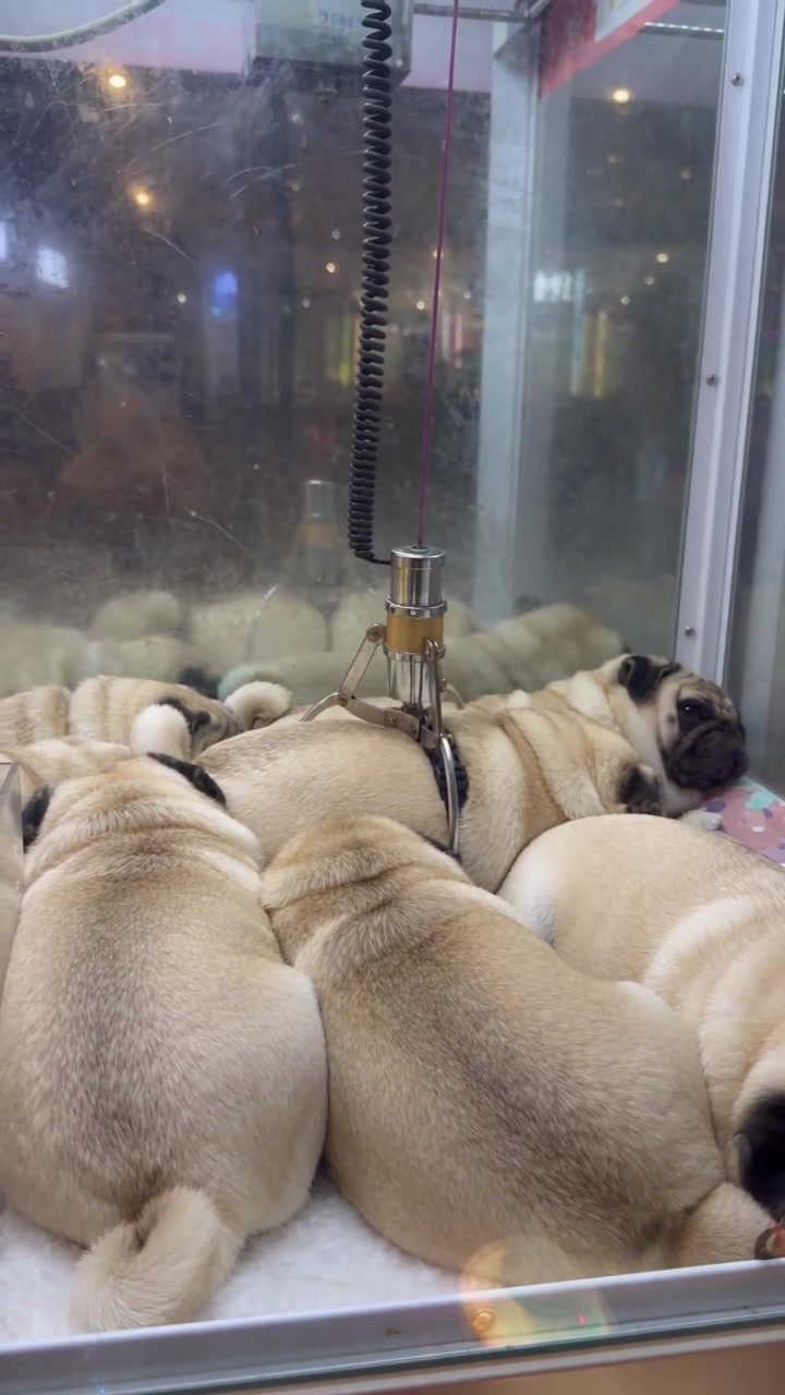 @Lucas The Pug