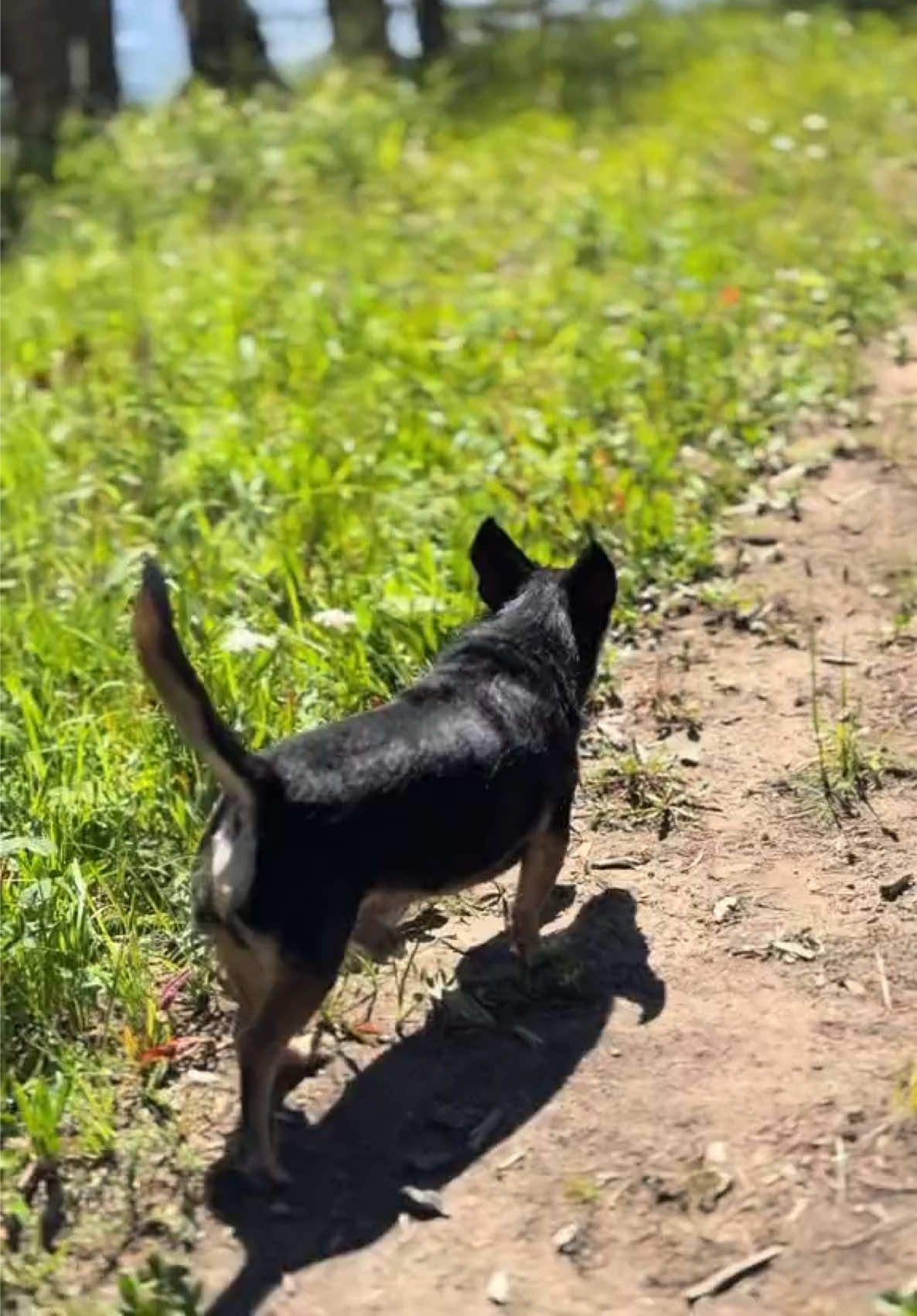 @M&Sigma;&Sigma;ƬЩ&Lambda;GӨП 🇨🇦🐶🎚️🐾
