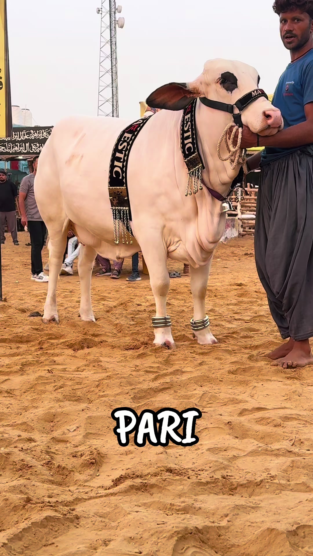 @MAJESTIC CATTLE & GOAT FARM