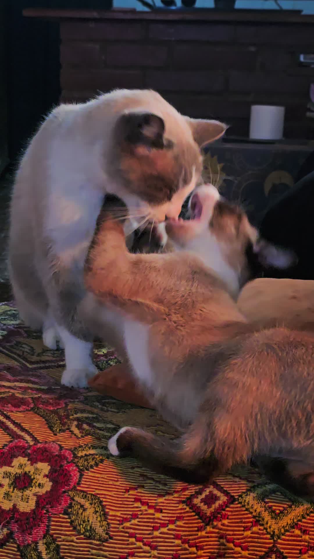 @๐น๐ผ๐Éโ ๐๐๐โ๐๐O๐ต๐ต๐ต๐ต