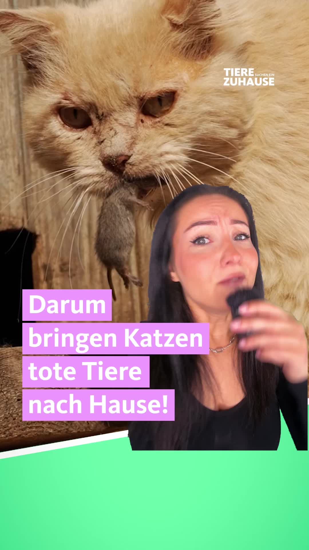 @Tiere suchen ein Zuhause