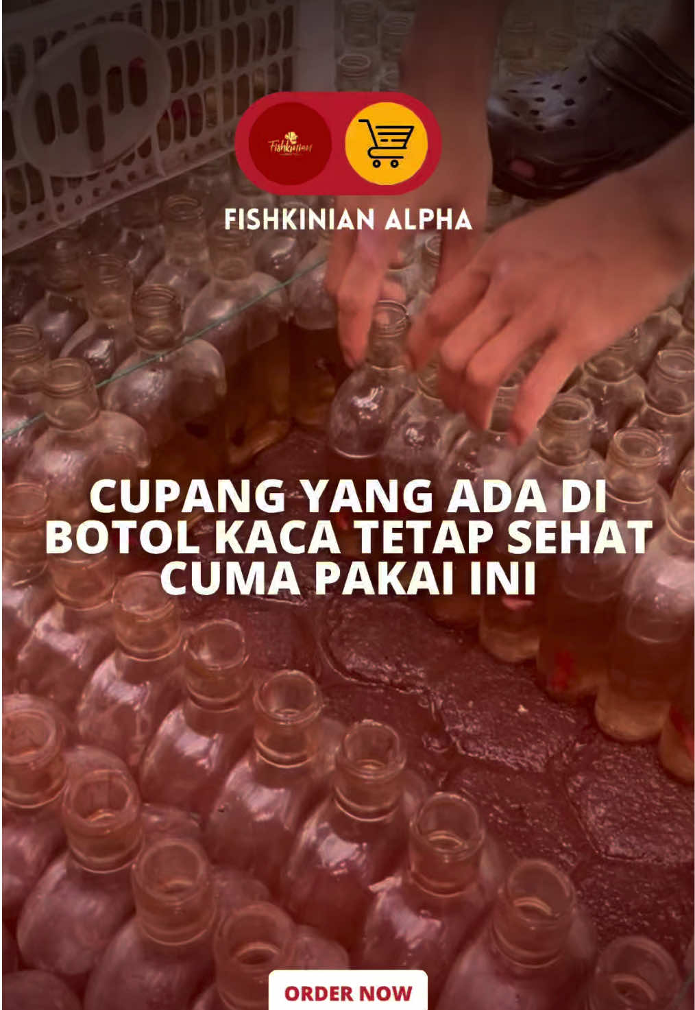 @Fishkinian Alpha1