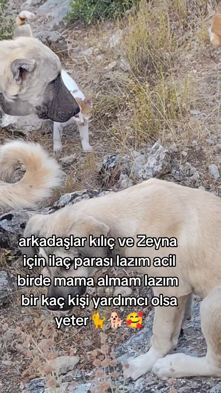 @PİSKO👉TOMBİK{45}