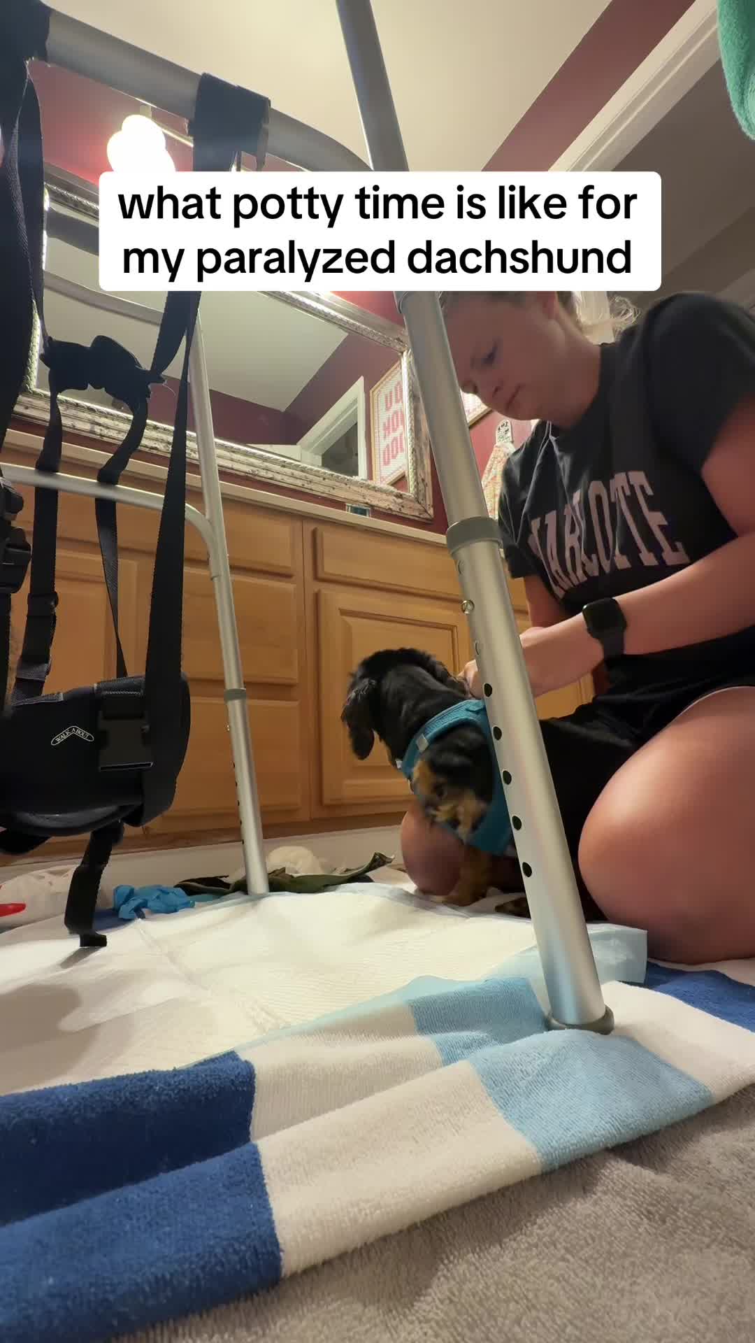 @Henry the mini dachshund