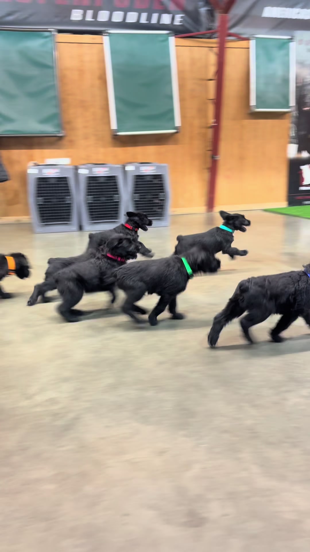 @Protection Dog Sales