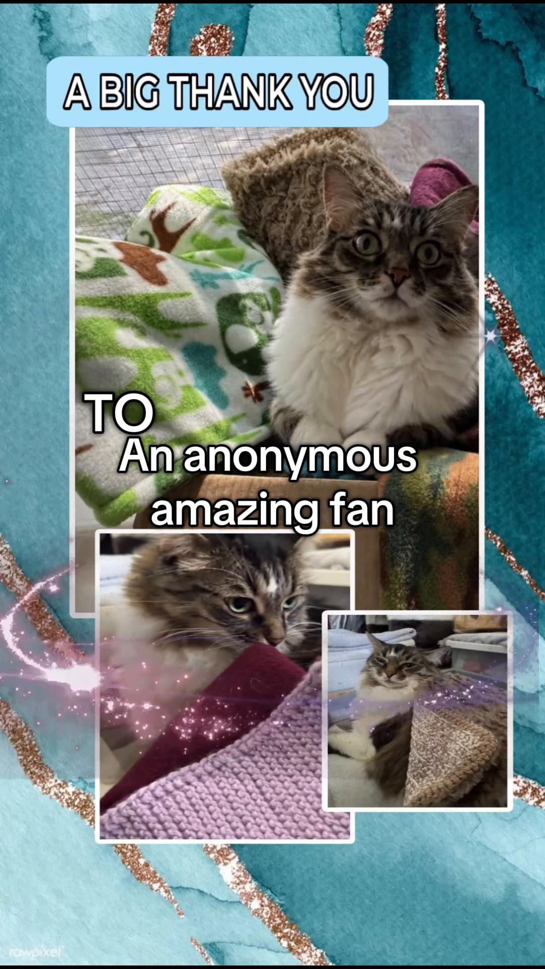 @North Toronto Cat Rescue