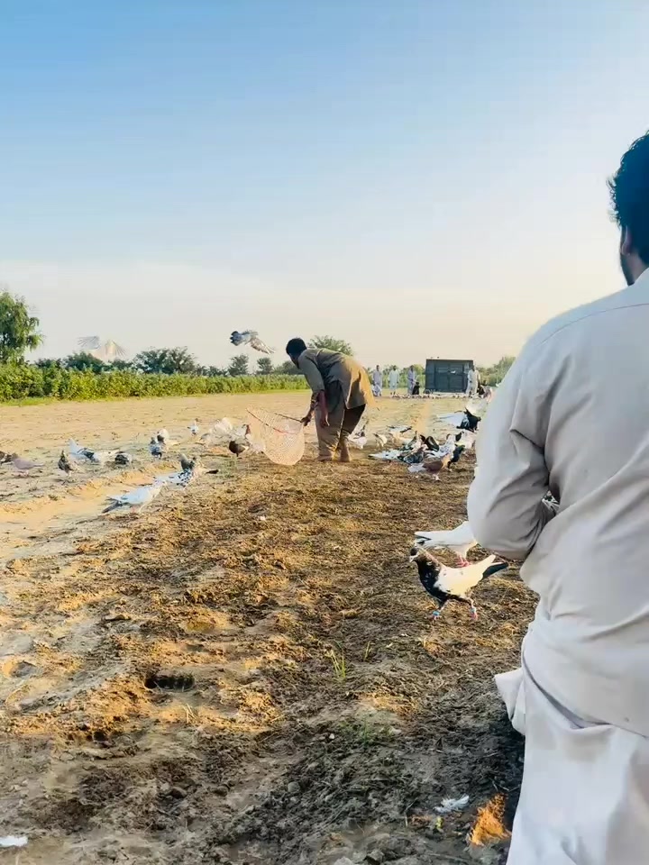 @عدیل رحمن لیہ وال کبوتر باز