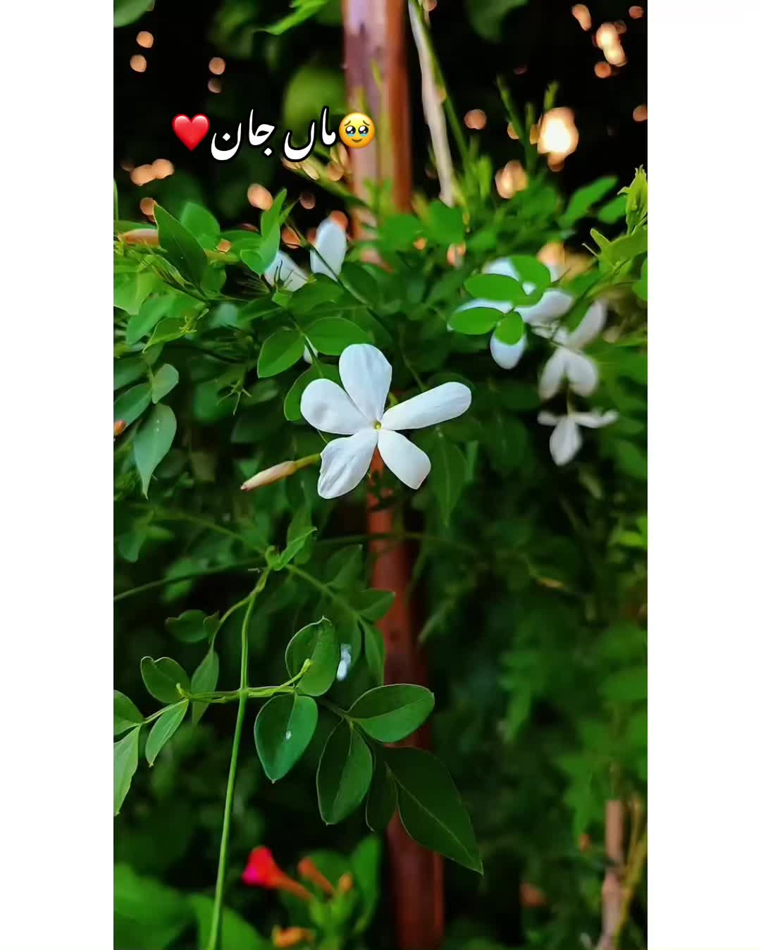 @⚜️𝐊𝐇𝐎𝐊𝐇𝐀𝐑❤️🩹