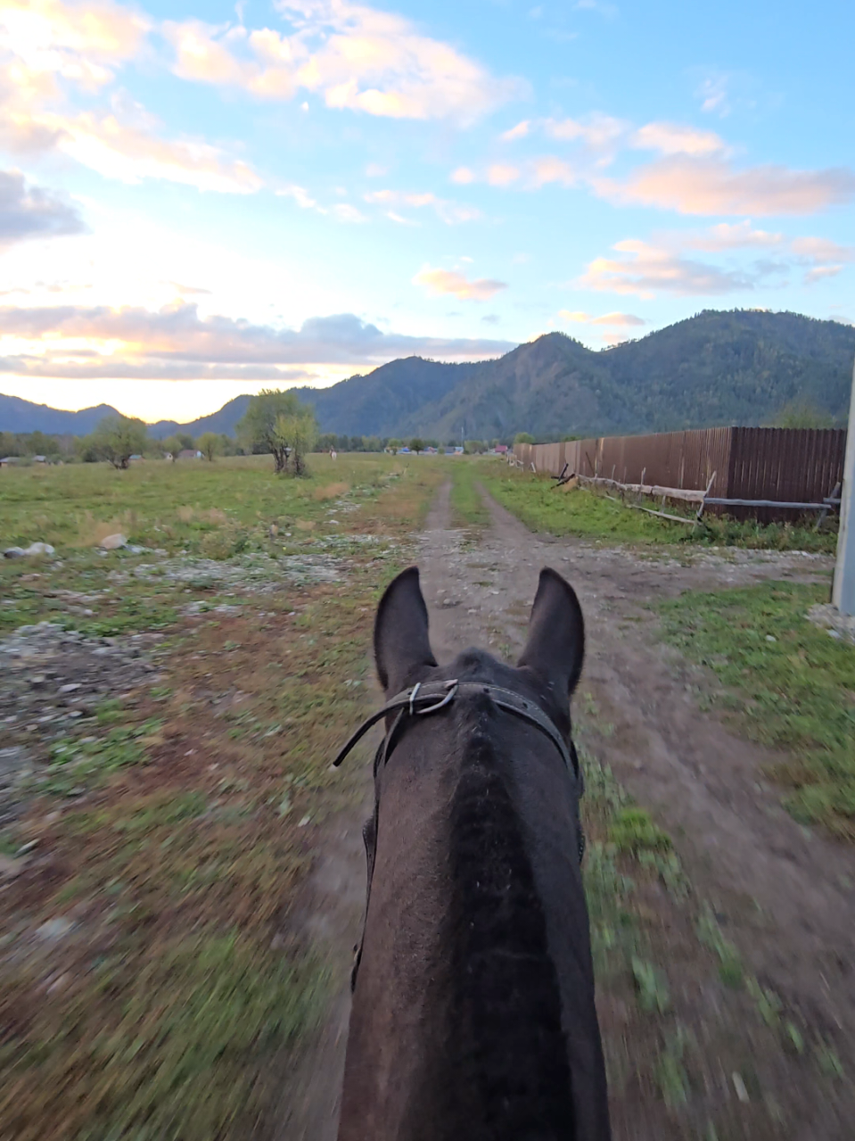 @tg: altaihorses