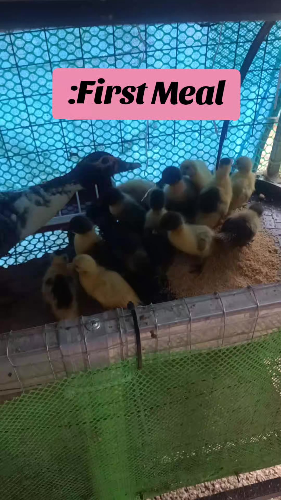 @Mabikas Agripamilya