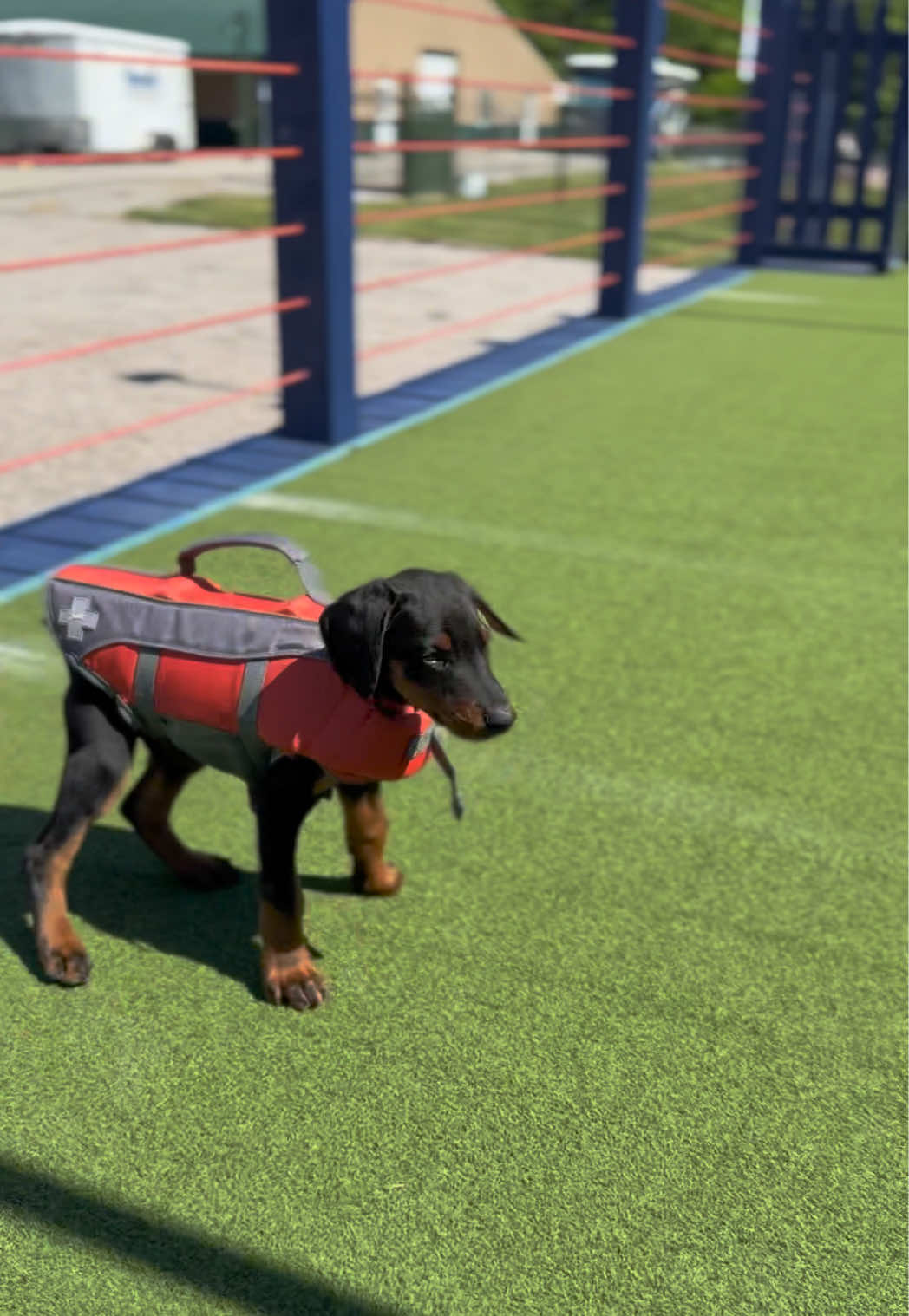 @Protection Dog Sales