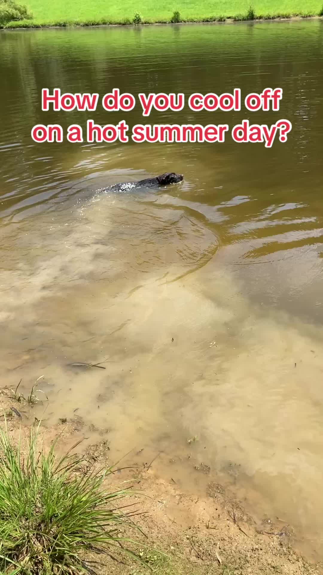 @MrAnimalRescuer