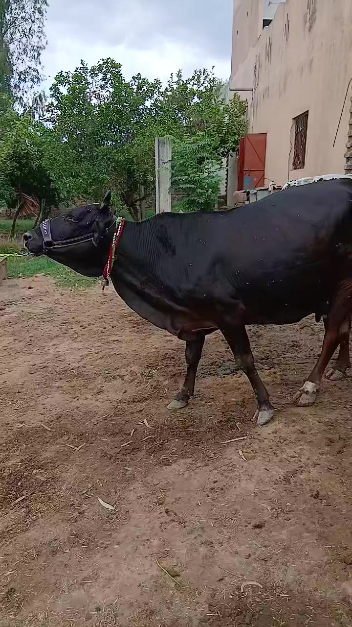 @Farming and Business Ideas