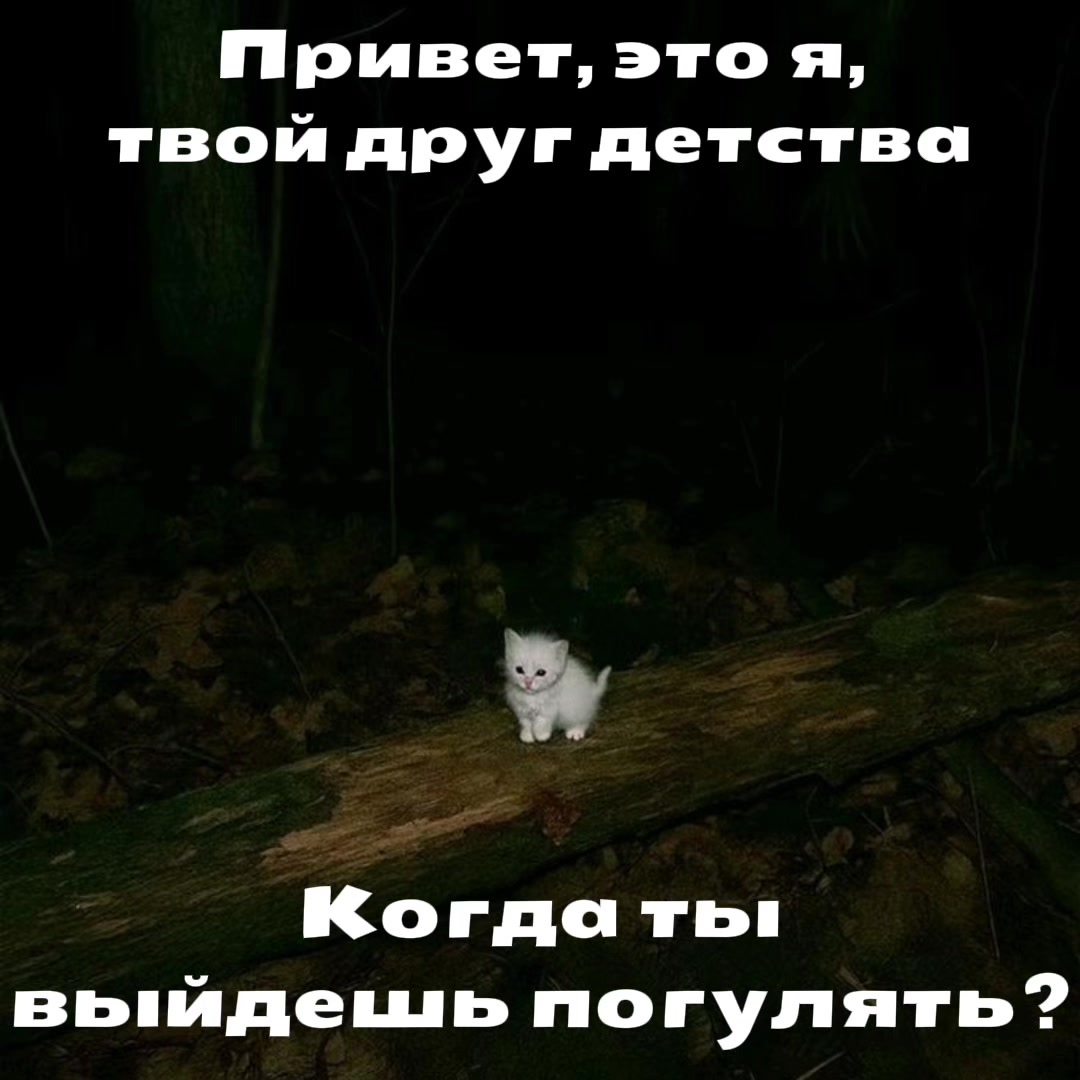 @котики на каждый день