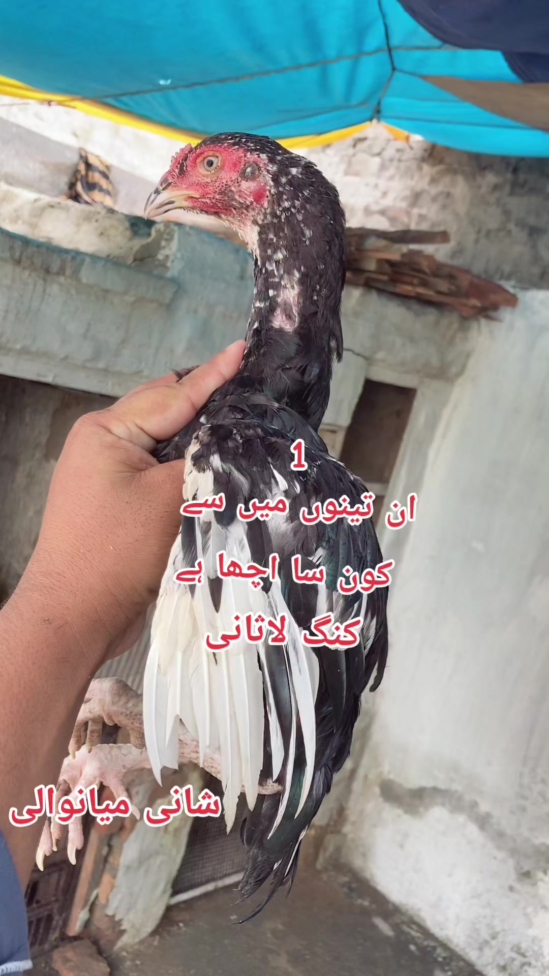 @Shani.Mianwali