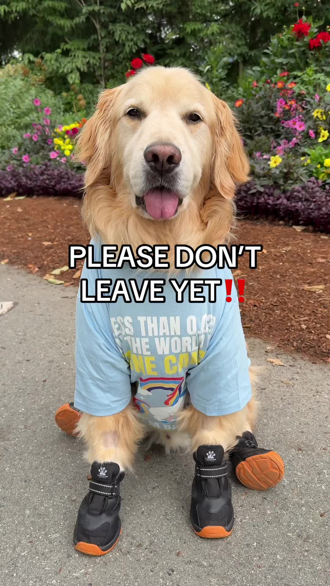 @A Golden and Fam