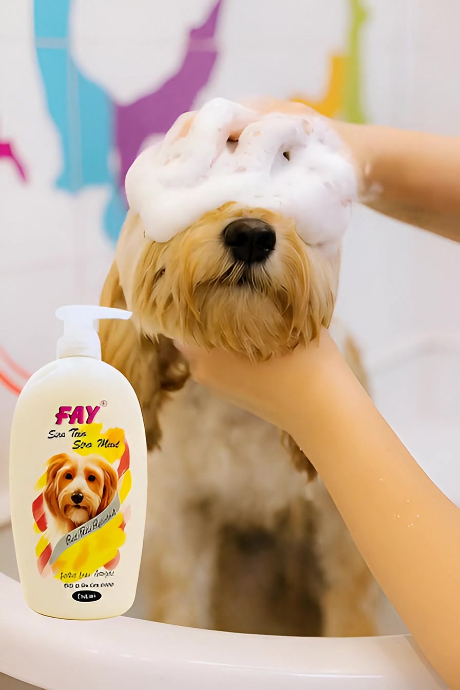 @PetCare