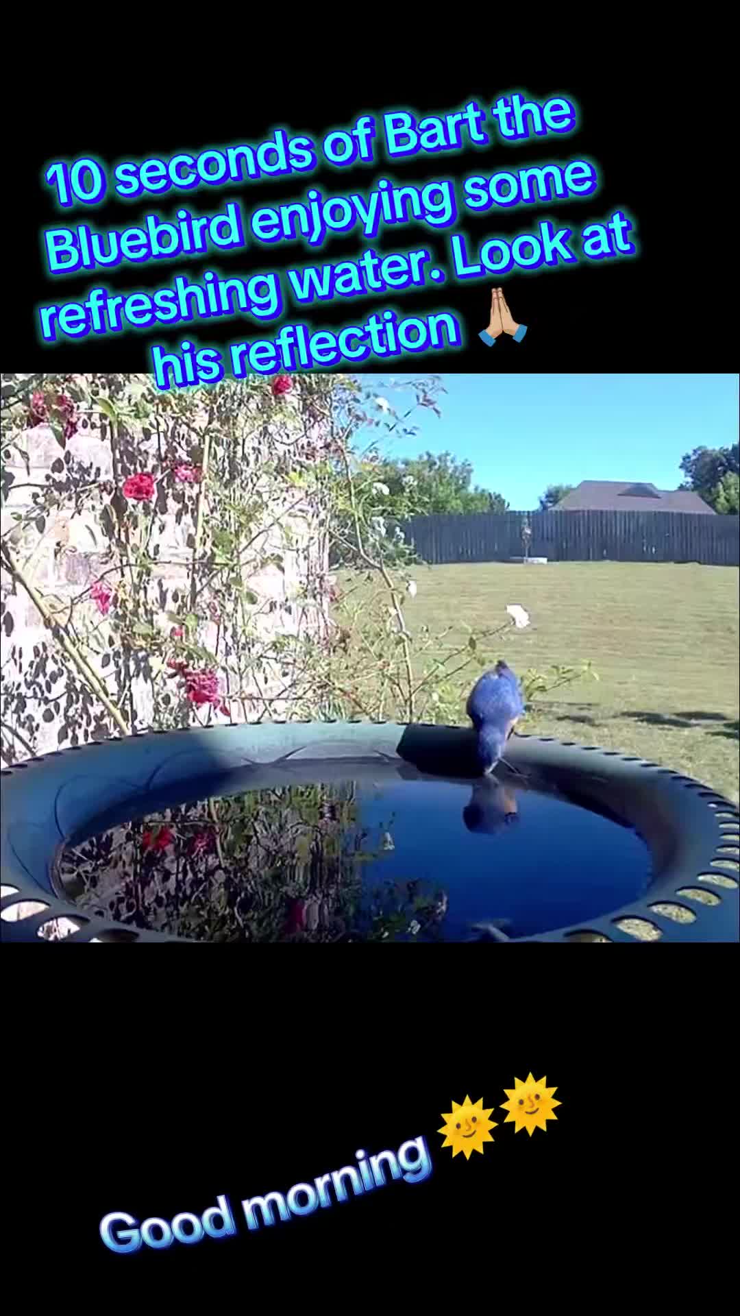 @The bird watcher 🐦 🦜 🦚