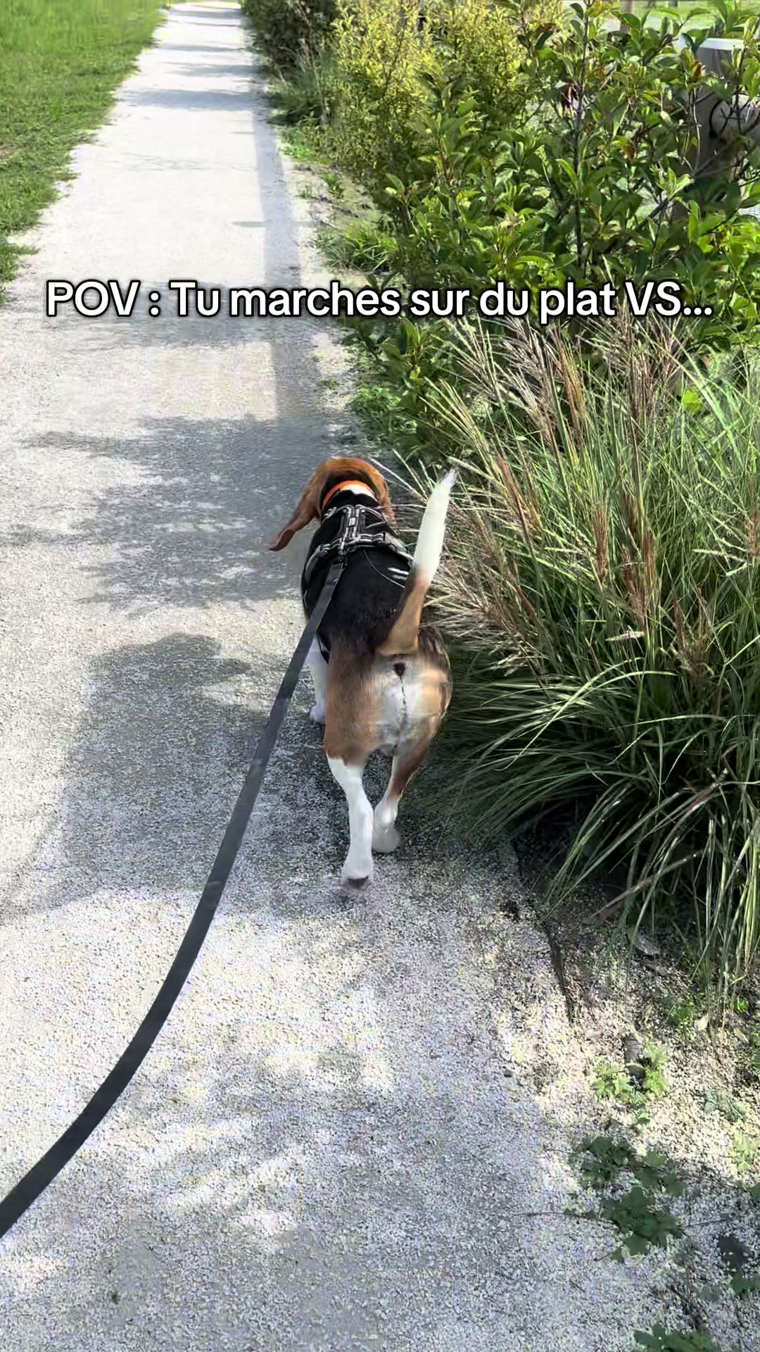 @Asko le Beagle💙