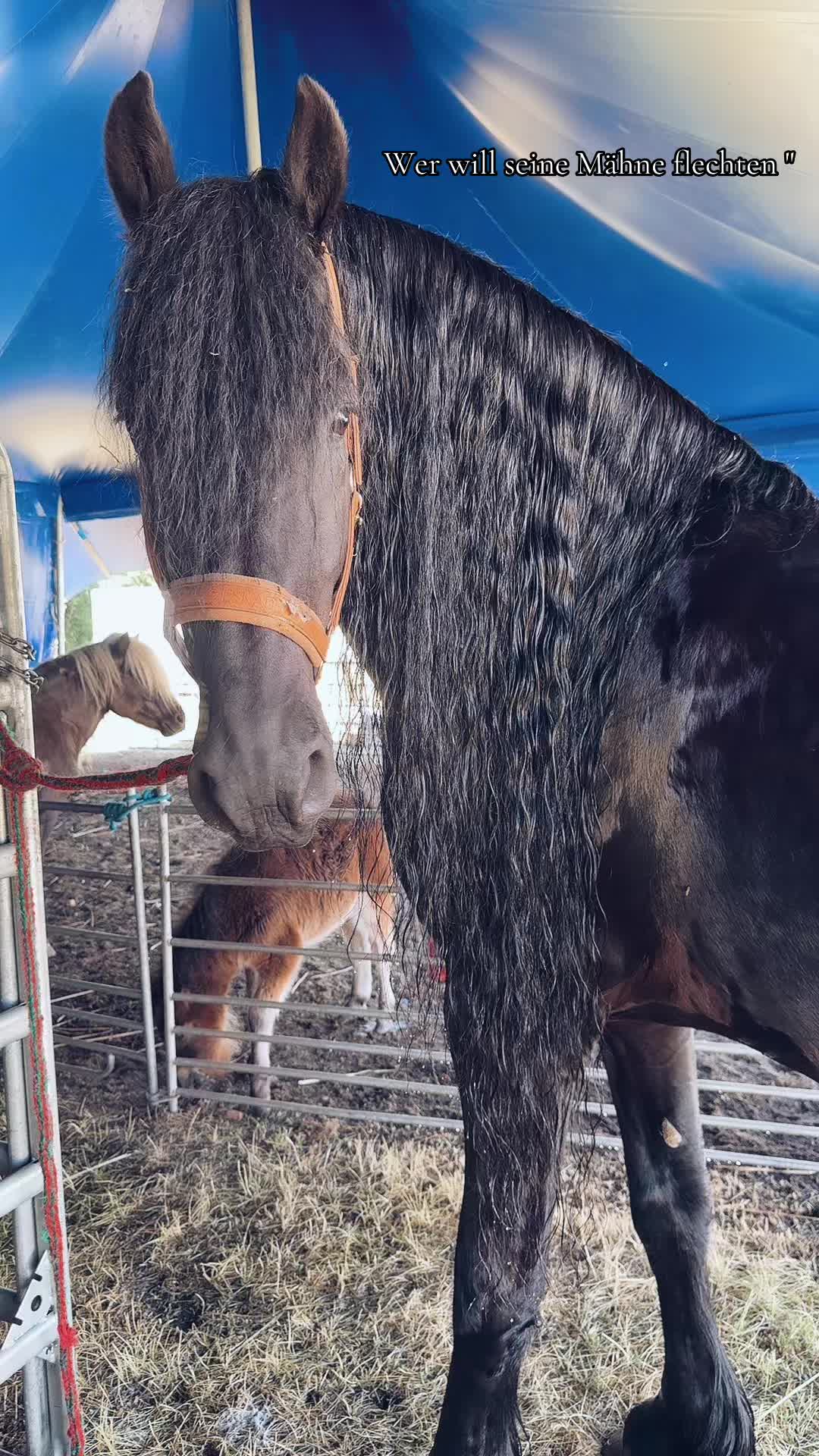 @Horses