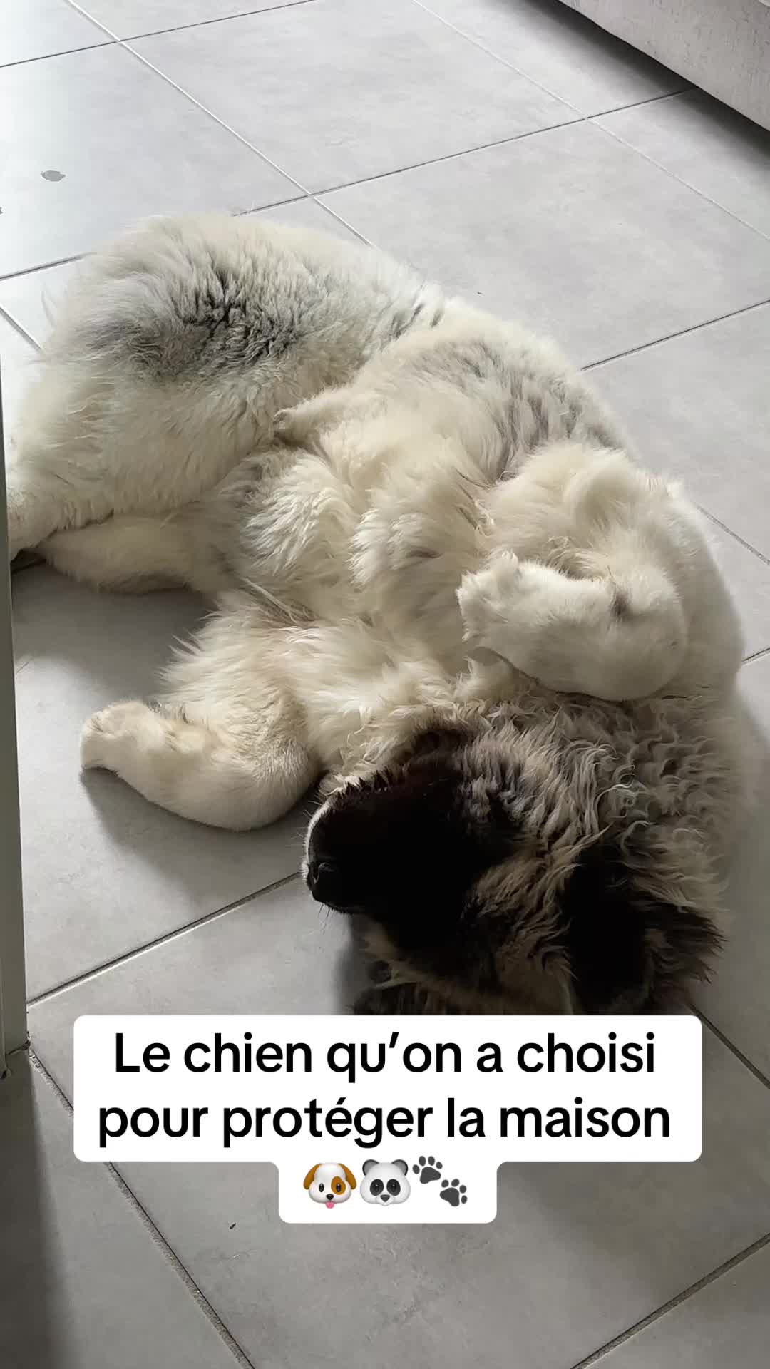 @Moon 🐶🐼🐾