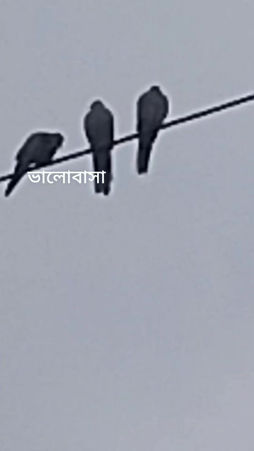 @VOICE Of RIFAT 10M