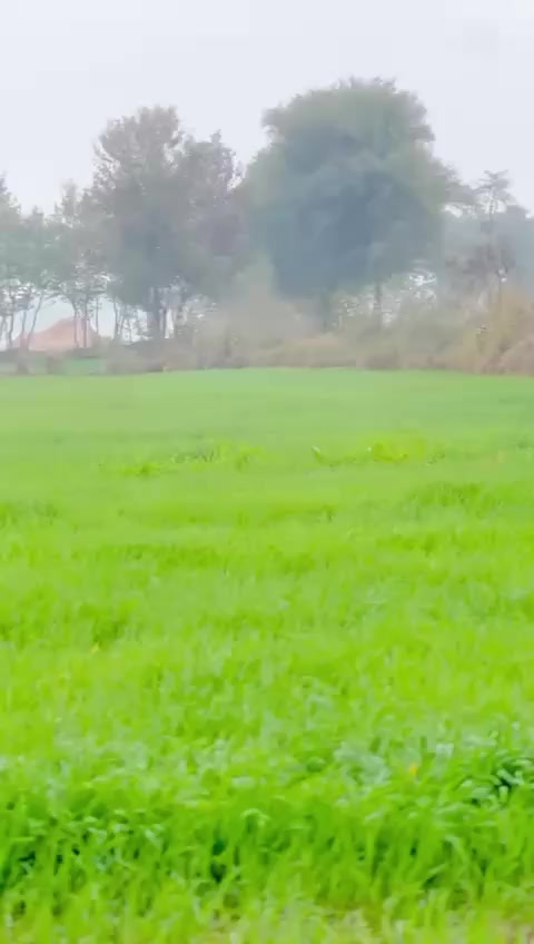 @ایڈوکیٹ سجاد علی۔